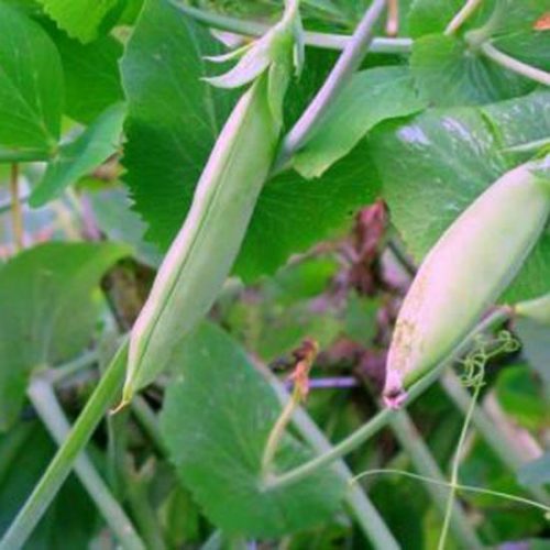 Time to Put the Peas In